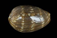 藏品(龜甲寶螺)的圖片